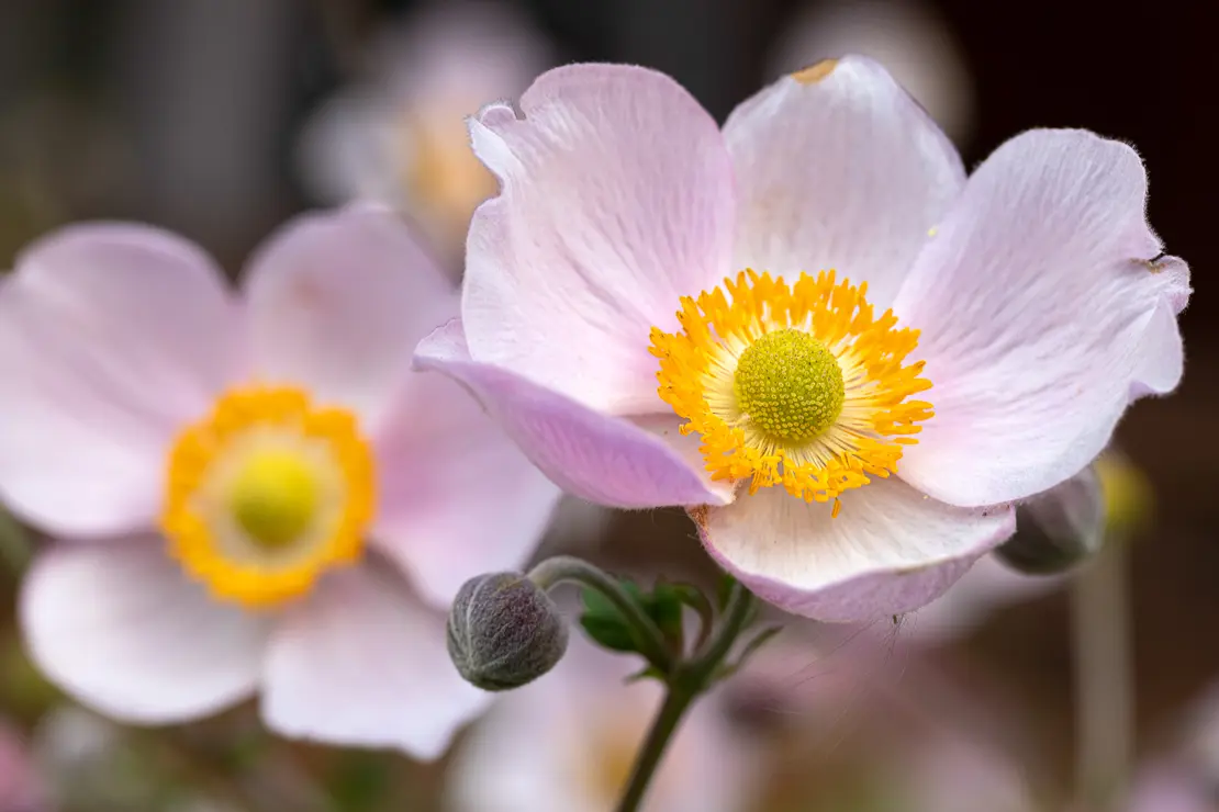 Herbst-Windröschen (Anemone hupehensis) [1]